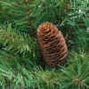 Northlight 4' Red Pine Full Profile Artificial Christmas Tree With Pine Cones - Unlit 1 Northlight 4' Red Pine Full Profile Artificial Christmas Tree With Pine Cones - Unlit -Northlight GUEST c4e9b00f 813f 444a a699 27f56ef9087e